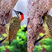 Green-barred Woodpecker